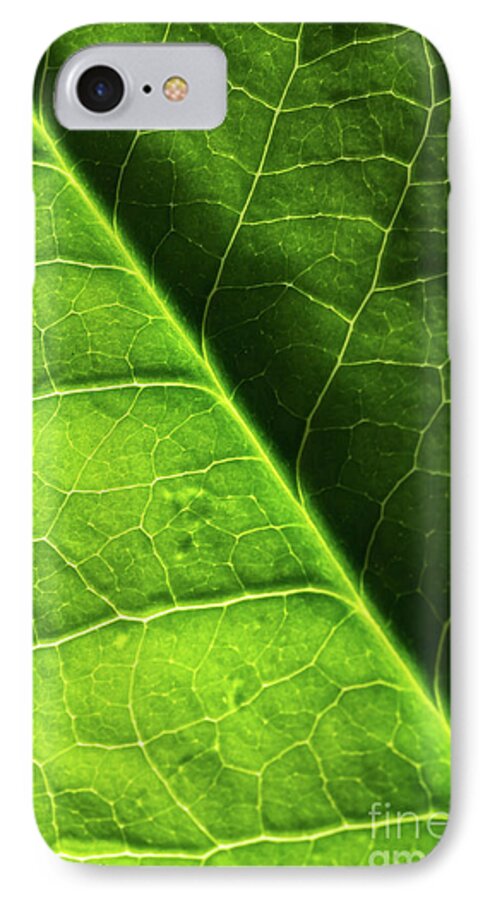Leaf iPhone 7 Case featuring the photograph Green Leaf Veins by Ana V Ramirez