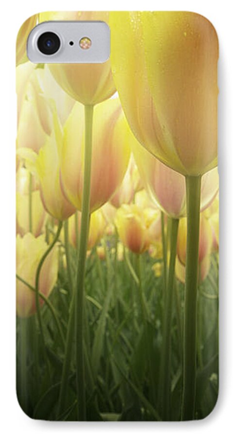 Tulip iPhone 7 Case featuring the photograph Growing Tulips by Anastasy Yarmolovich