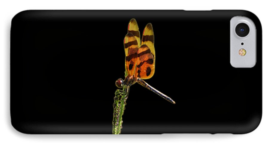 Dragonfly iPhone 7 Case featuring the photograph Halloween Pennant Dragonfly .png by Al Powell Photography USA