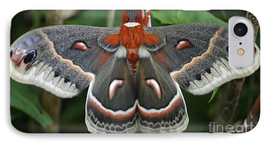 Cecropia Moth iPhone 7 Case featuring the photograph Happy Birthday by Randy Bodkins