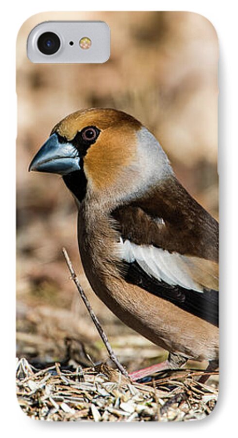 Hawfinch's Gaze iPhone 7 Case featuring the photograph Hawfinch's gaze by Torbjorn Swenelius