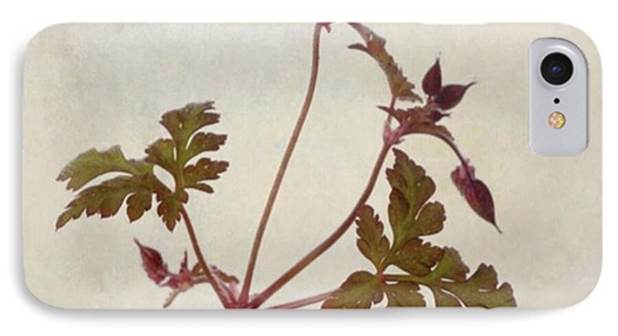 Beautiful iPhone 7 Case featuring the photograph Herb Robert - Wild Geranium 
#flower by John Edwards