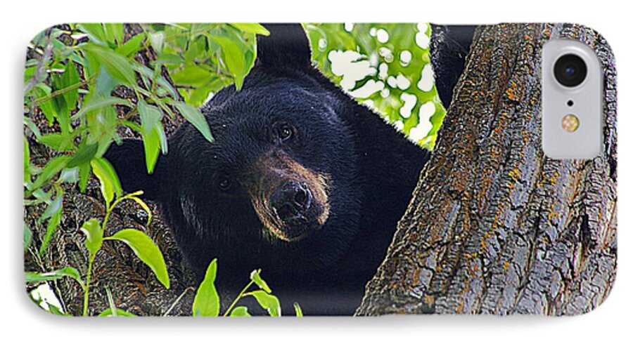 Bear iPhone 7 Case featuring the photograph Hi There by Matt Helm