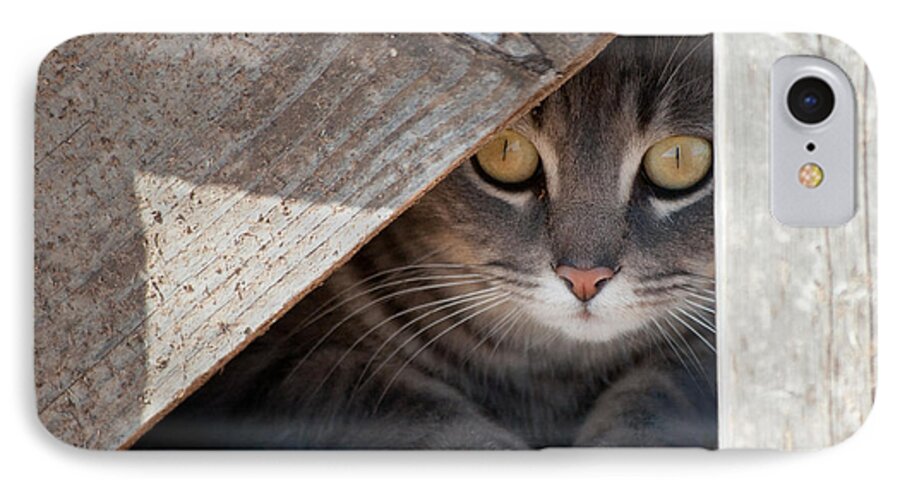 Blue iPhone 7 Case featuring the photograph Hide a kitty by Sari ONeal
