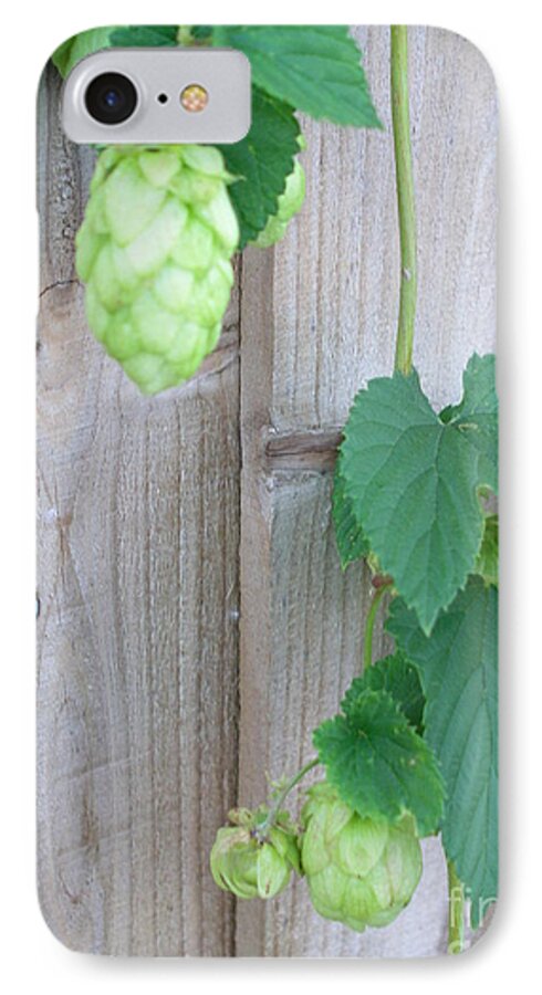 Hops Plant iPhone 7 Case featuring the photograph Hops on Fence by Bev Conover