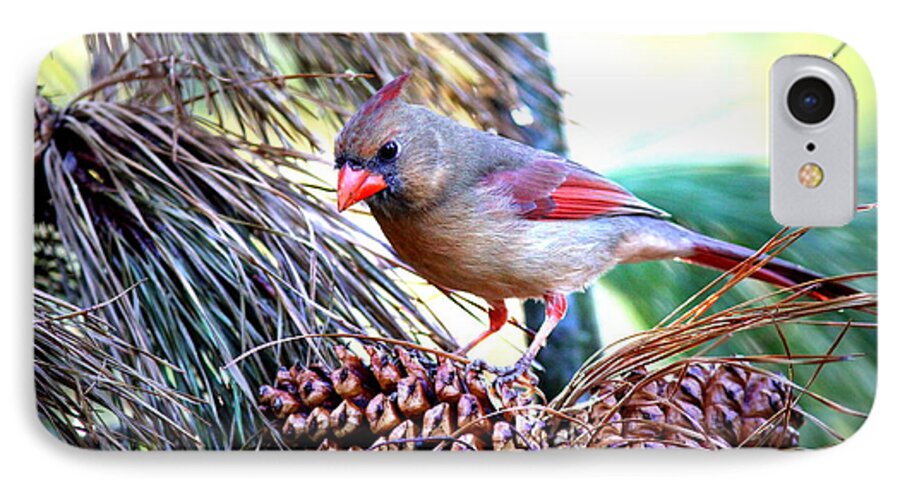  Northern Cardinal iPhone 7 Case featuring the photograph IMG_0311 - Northern Cardinal by Travis Truelove