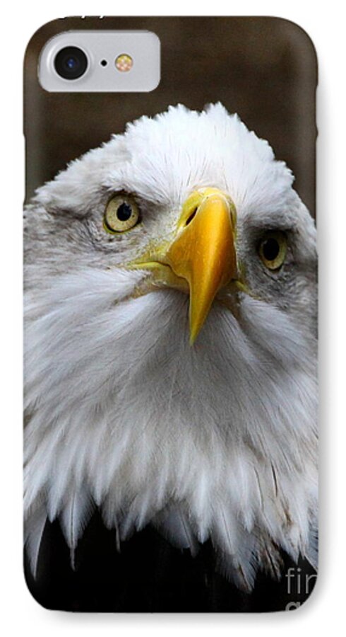 American Bald Eagle iPhone 7 Case featuring the photograph Inquisitive Eagle by Barbara Bowen