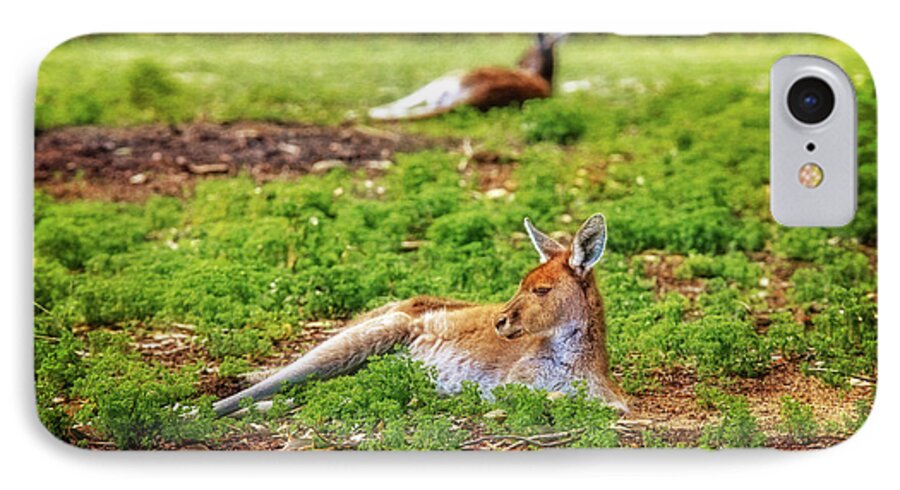 Mad About Wa iPhone 7 Case featuring the photograph Just Chillin, Yanchep National Park by Dave Catley
