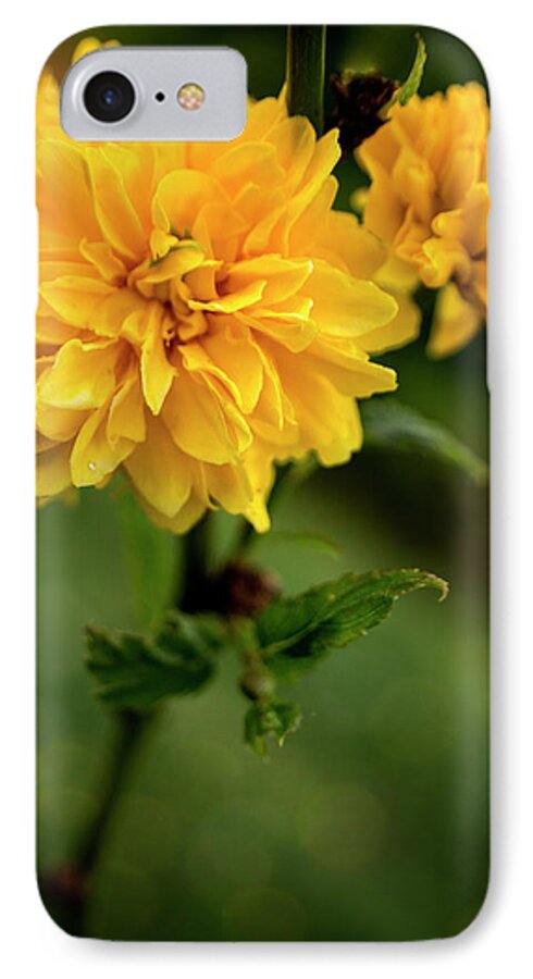 Kerria Japonica iPhone 7 Case featuring the photograph Kerria by Greg and Chrystal Mimbs