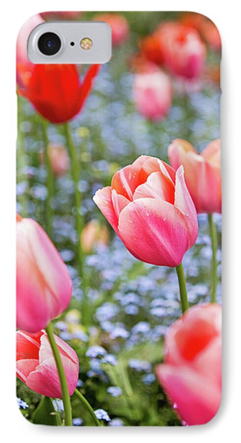 Keukenhof iPhone 7 Case featuring the photograph Keukenhof Tulips - Amsterdam by Melanie Alexandra Price