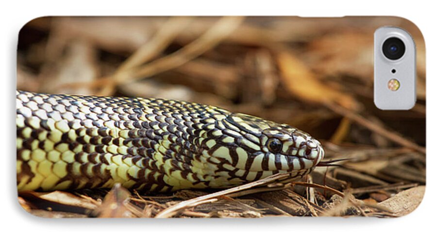 Nature iPhone 7 Case featuring the photograph King Snake 1 by Arthur Dodd