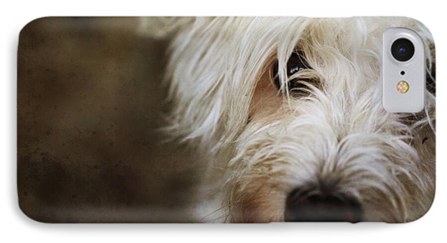 Schnoodle iPhone 7 Case featuring the photograph Lady by Nancy Coelho