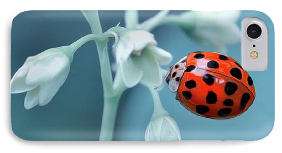 Nature iPhone 7 Case featuring the photograph Ladybug by Mark Fuller