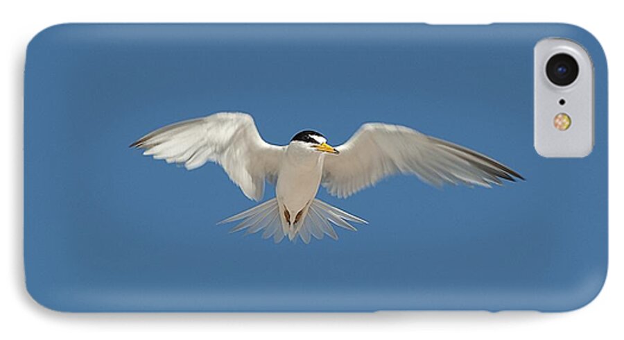 Bird iPhone 7 Case featuring the photograph Least Tern 2 by Kenneth Albin