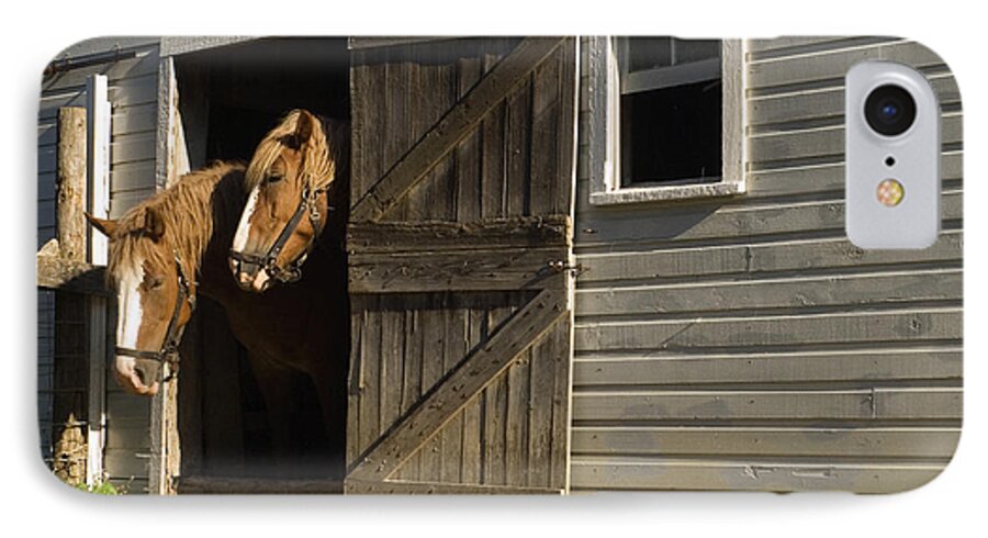 Two Horses Standing Inside Narrow Barn Door iPhone 7 Case featuring the photograph Let's Go Out by Sally Weigand