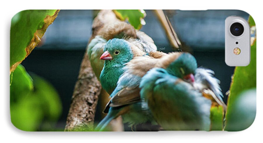Bird iPhone 7 Case featuring the photograph Little Birds by Daniel Murphy