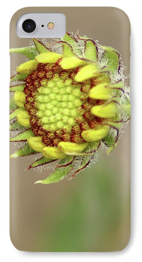 Nature iPhone 7 Case featuring the photograph Long Stemmed Beauty by Ben Upham III