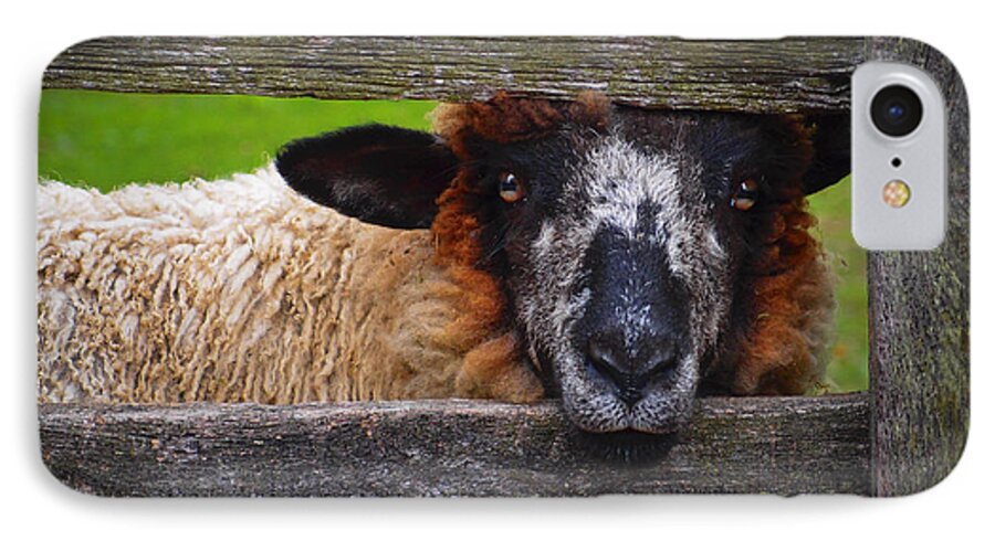 Lookin At Ewe iPhone 7 Case featuring the photograph Lookin at Ewe by Skip Hunt