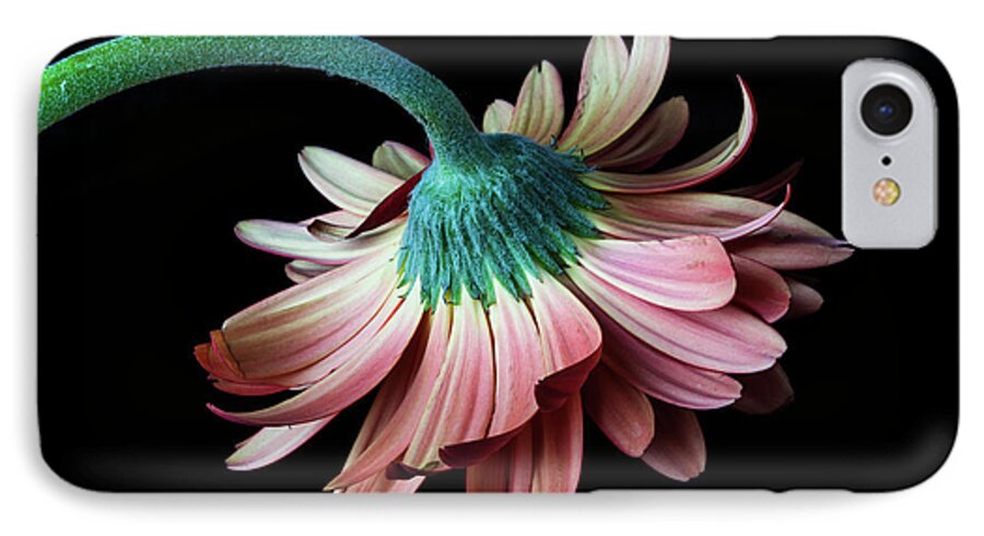 Daisy iPhone 7 Case featuring the photograph Looking Down by Tammy Ray
