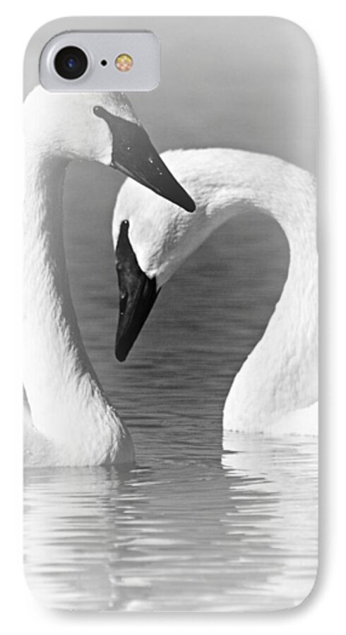 Trumpeter Swans iPhone 7 Case featuring the photograph Love in Black and White by Larry Ricker
