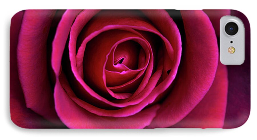 Rose iPhone 7 Case featuring the photograph Love is a Rose by Linda Lees