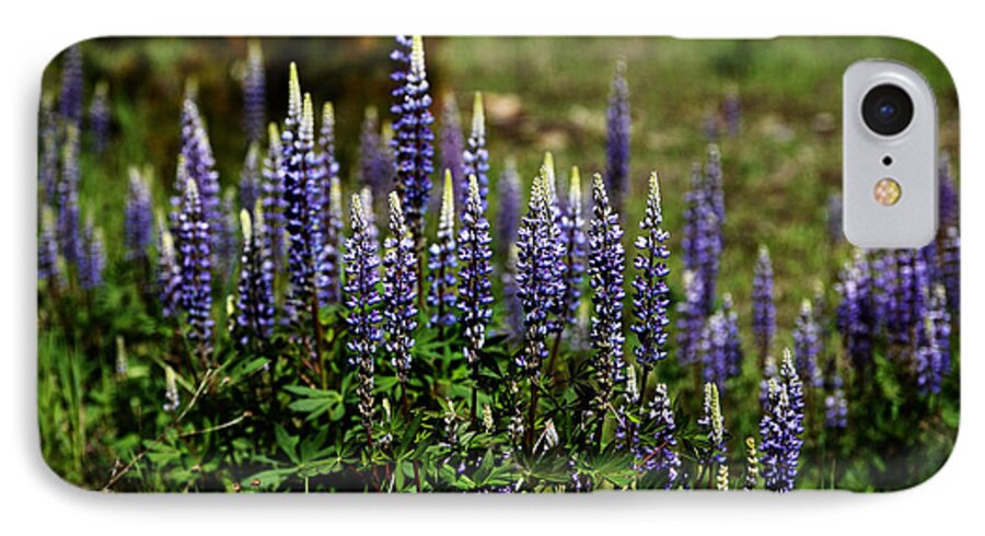 Lupine iPhone 7 Case featuring the photograph Lupine in Montana 2 by Whispering Peaks Photography