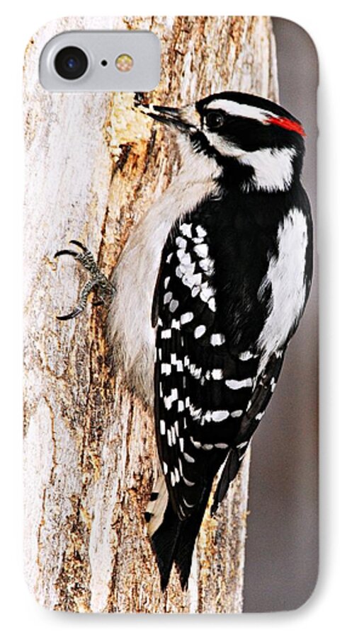 Photography iPhone 7 Case featuring the photograph Male Hairy Woodpecker by Larry Ricker
