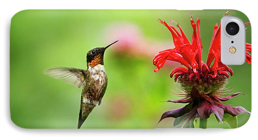 Hummingbird iPhone 7 Case featuring the photograph Male Ruby-Throated Hummingbird Hovering Near Flowers by Christina Rollo