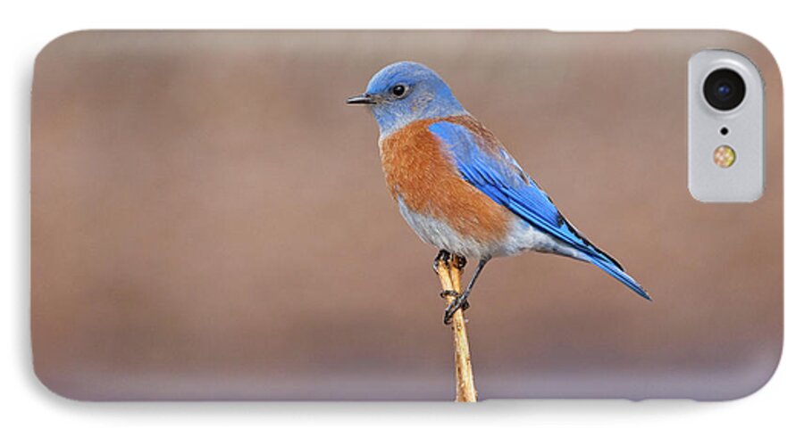 Adult iPhone 7 Case featuring the photograph Male Western Bluebird Perched on a Stalk by Jeff Goulden