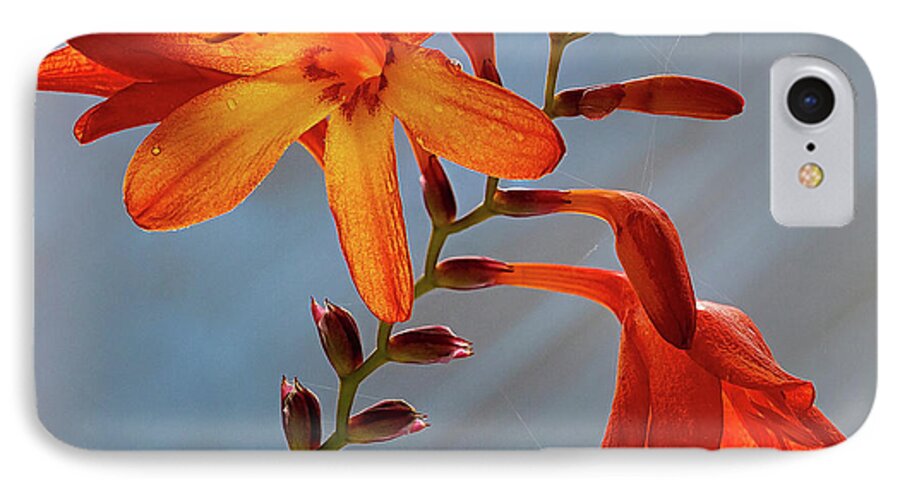 Floral iPhone 7 Case featuring the photograph Montbretia 1 by Shirley Mitchell