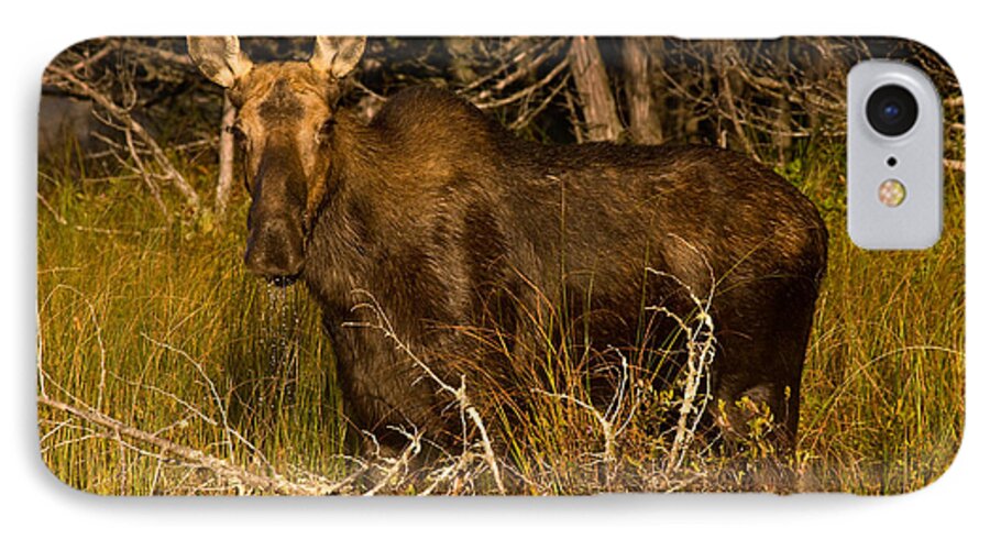 Moose iPhone 7 Case featuring the photograph Moose of Prong Pond by Brent L Ander
