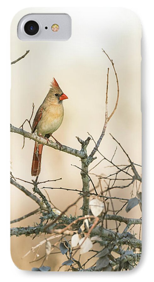Bird iPhone 7 Case featuring the photograph Morning Light by Cathy Alba