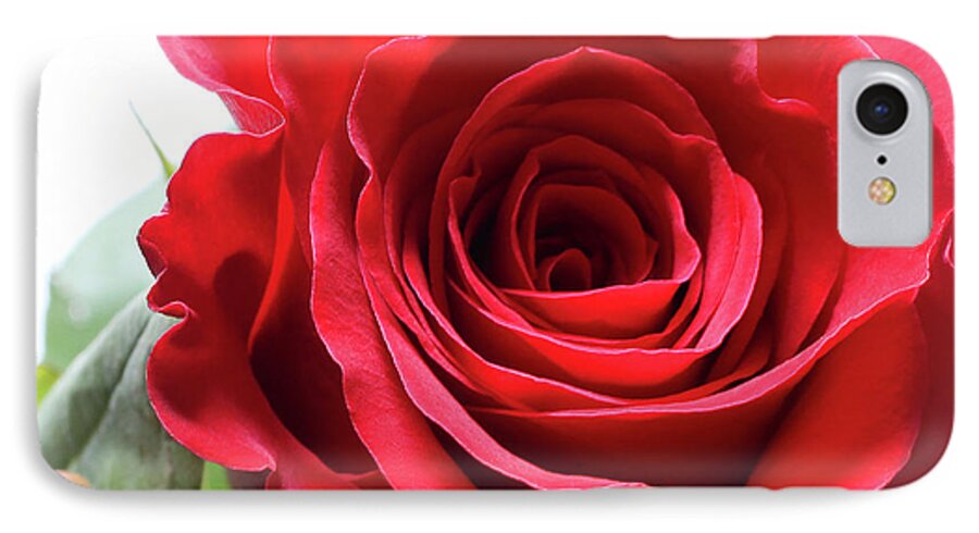 Rose iPhone 7 Case featuring the photograph Mother's Day Rose by Anita Oakley