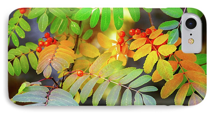 Sorbus Aucuparia iPhone 7 Case featuring the photograph Mountain Ash Fall Color by Michele Penner