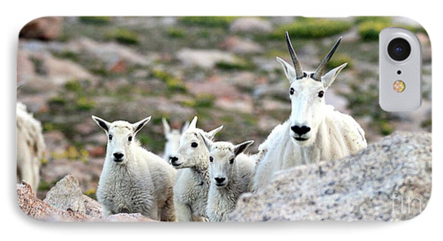 Mountain Goat iPhone 7 Case featuring the photograph Mountain Goat Family Panorama by Scott Mahon