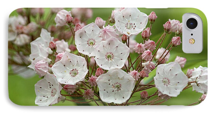 Flowers iPhone 7 Case featuring the photograph Mountain Laurel by Henri Irizarri