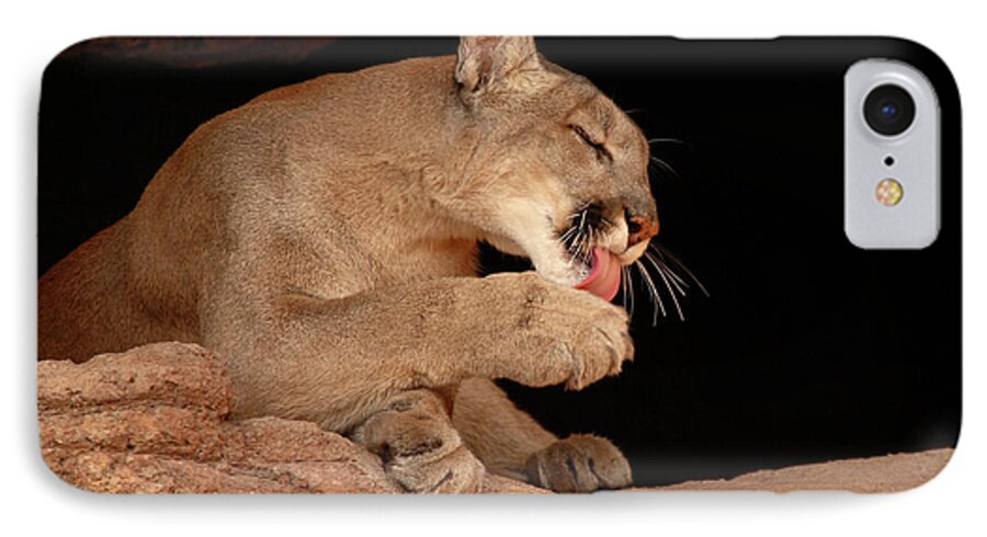 Cougar iPhone 7 Case featuring the photograph Mountain Lion In Cave Licking Paw by Max Allen