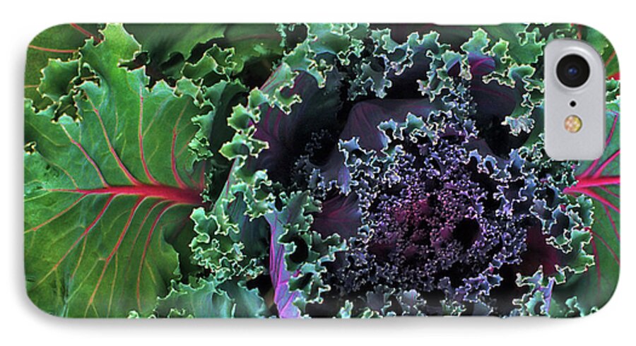 Kale iPhone 7 Case featuring the photograph Naples Kale by Lynda Lehmann