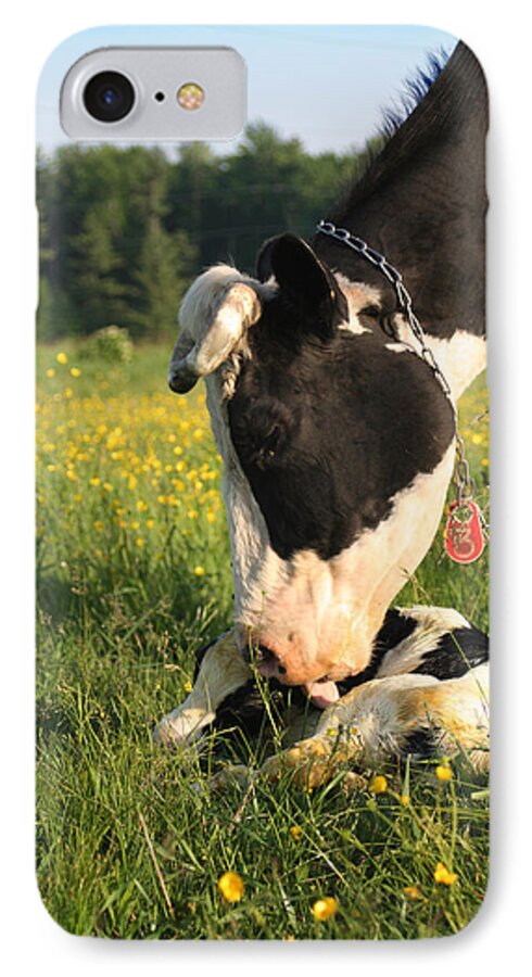 New Born iPhone 7 Case featuring the photograph New Born Calf by Brook Burling