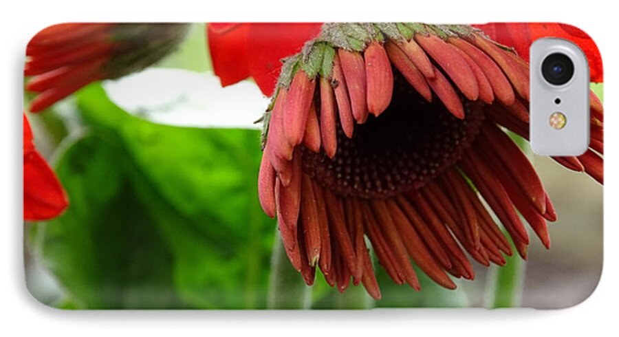 Gerbera Daisies iPhone 7 Case featuring the photograph Newbie by Mary Halpin