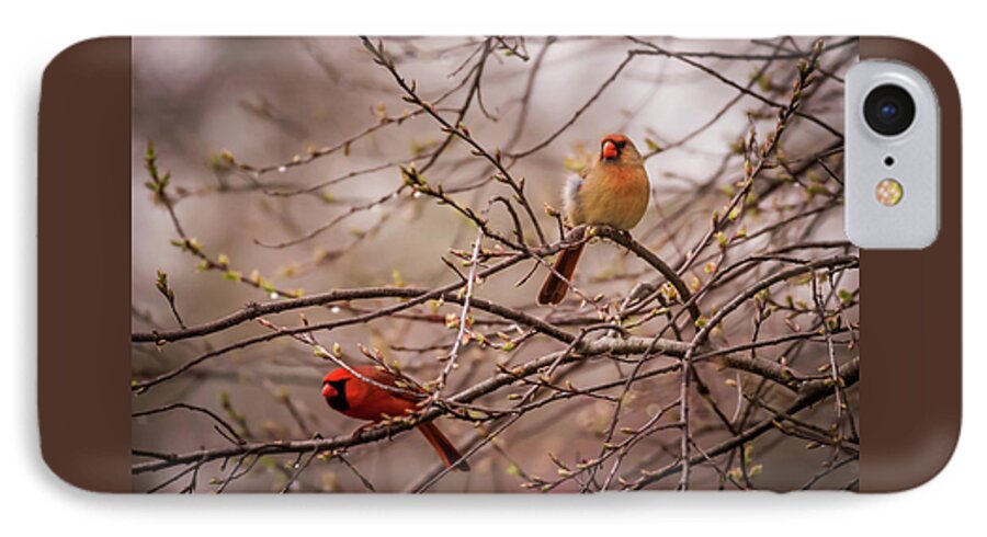 Terry D Photography iPhone 7 Case featuring the photograph Northern Cardinal Pair in Spring by Terry DeLuco