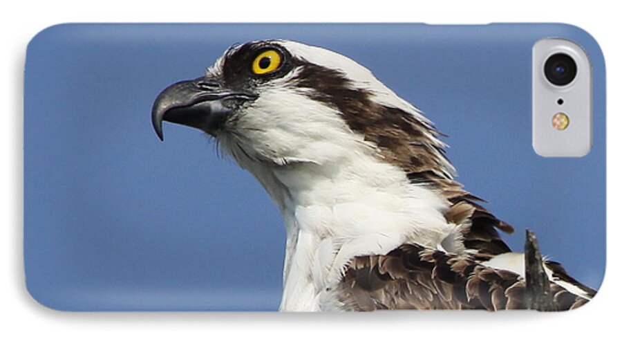 Osprey iPhone 7 Case featuring the photograph Opsrey Portrait by Barbara Bowen