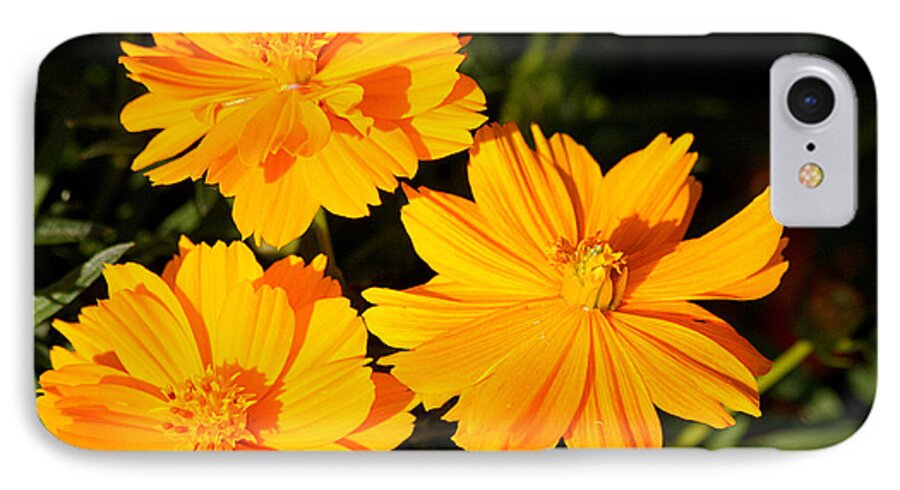 Nature iPhone 7 Case featuring the photograph Cosmos Trio by Sheila Brown