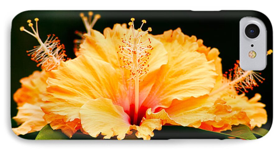 Flower iPhone 7 Case featuring the photograph Orange Hibiscus by Rob Tullis
