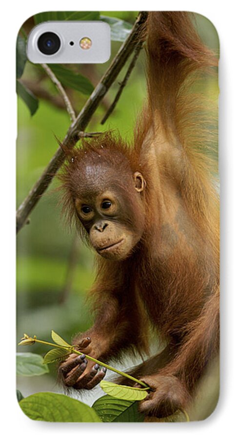 Npl iPhone 7 Case featuring the photograph Orangutan Pongo Pygmaeus Baby Swinging by Christophe Courteau