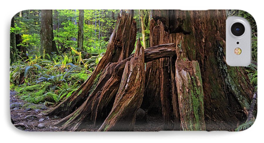 Forest iPhone 7 Case featuring the photograph Pacific Rainforest Old and New by Charline Xia