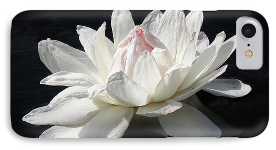 Water Lily iPhone 7 Case featuring the photograph Paper White by Rosalie Scanlon