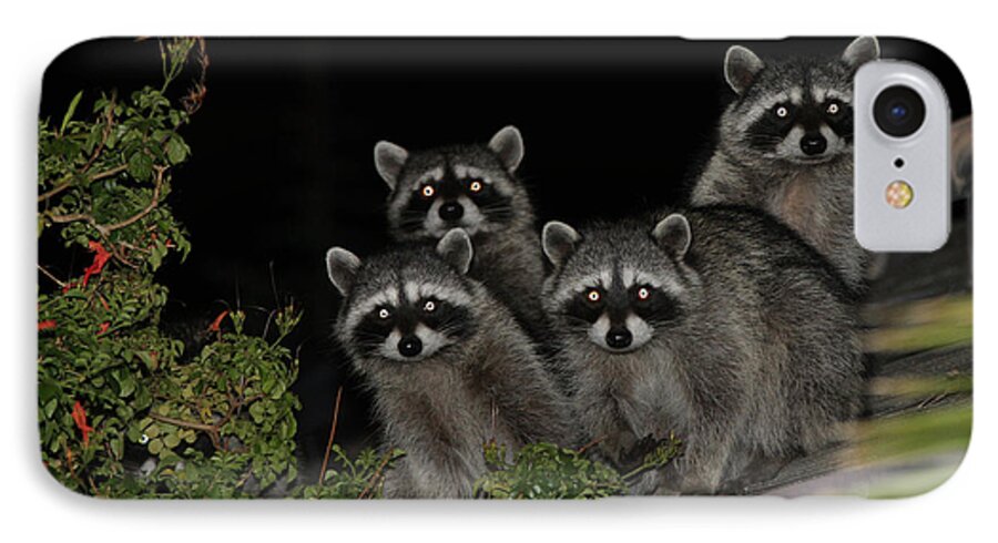 Nature iPhone 7 Case featuring the photograph Party of Five on the Roof Top by Nina Prommer