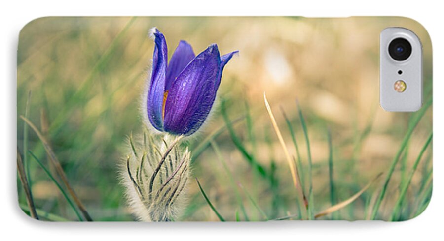Pulsatilla Vulgaris iPhone 7 Case featuring the photograph Pasque Flower by Andreas Levi