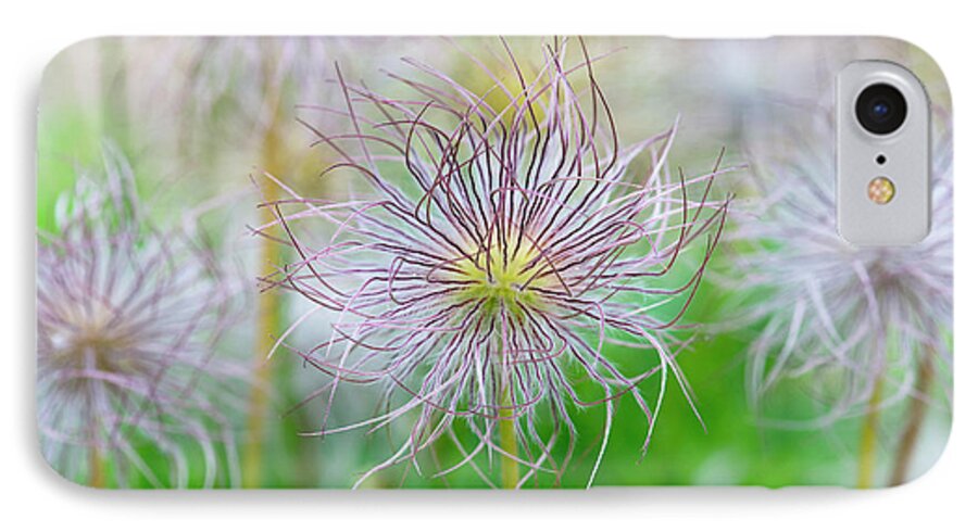  Pasqueflower Seed Heads iPhone 7 Case featuring the photograph Pasqueflower Seed Heads by Tim Gainey